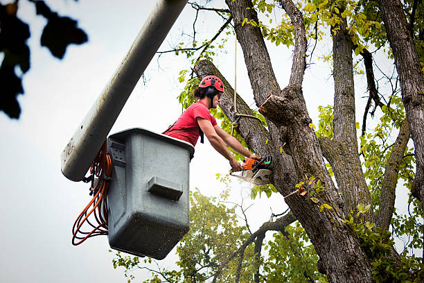 Best Tree Health Inspection  in Aztec, NM